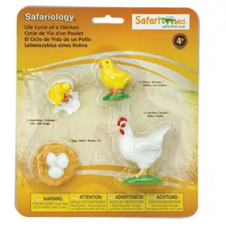 Safariology Life Cycle of a Chicken