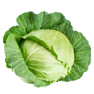 Cabbage