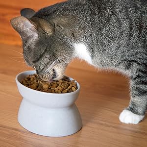 Kitty City Raised Cat Food Bowl Collection/Stress Free Pet Feeder and Waterer and Slow Feed