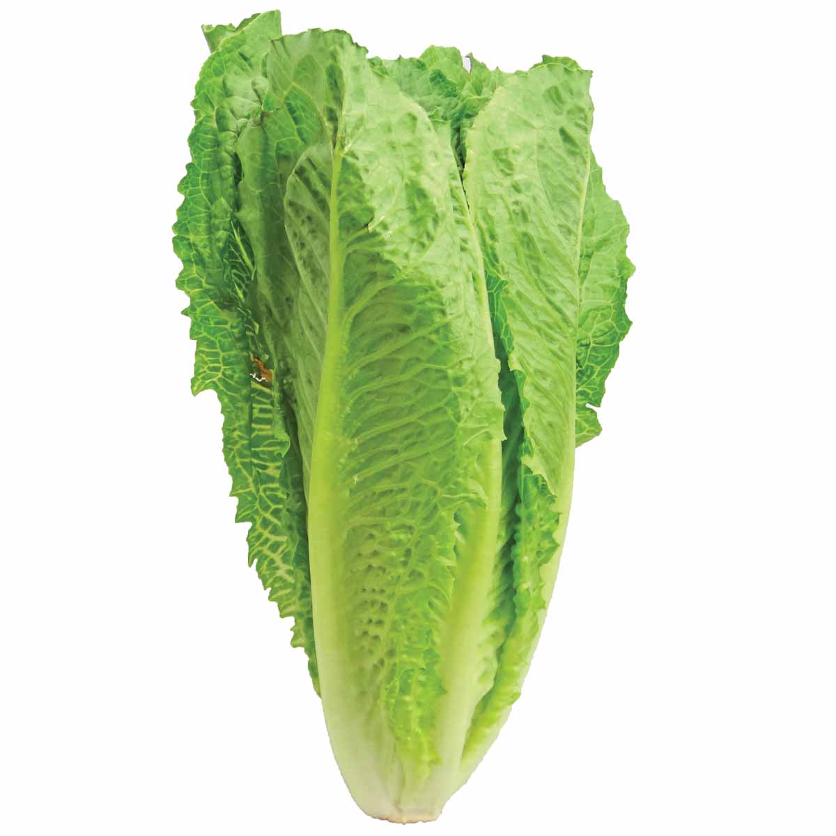 Lettuce Head