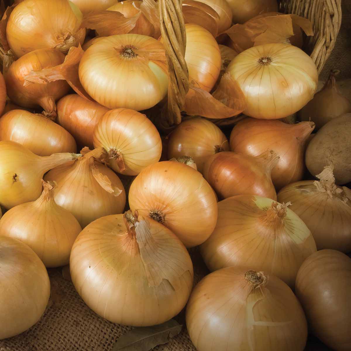 Onions Loose kg