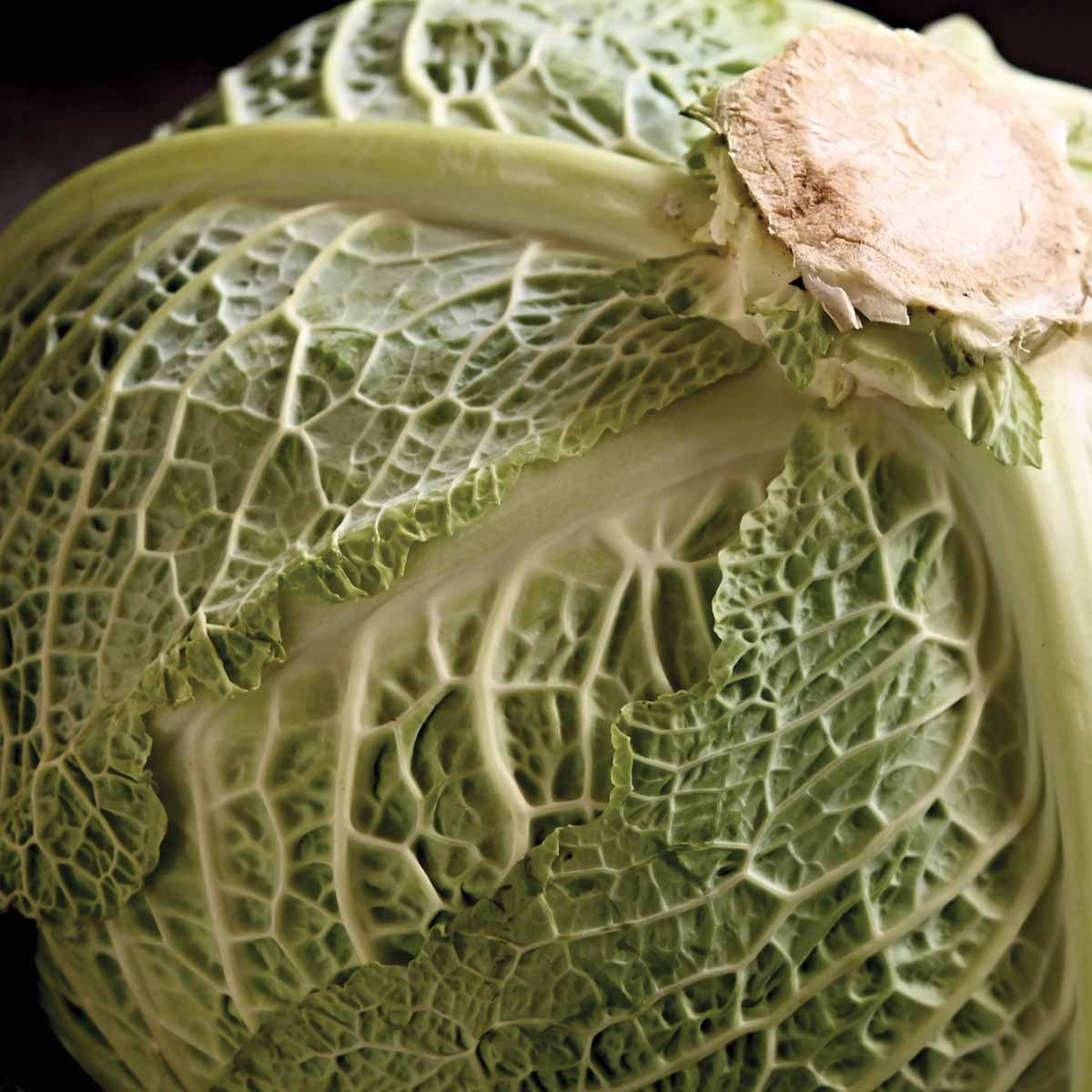 Cabbages