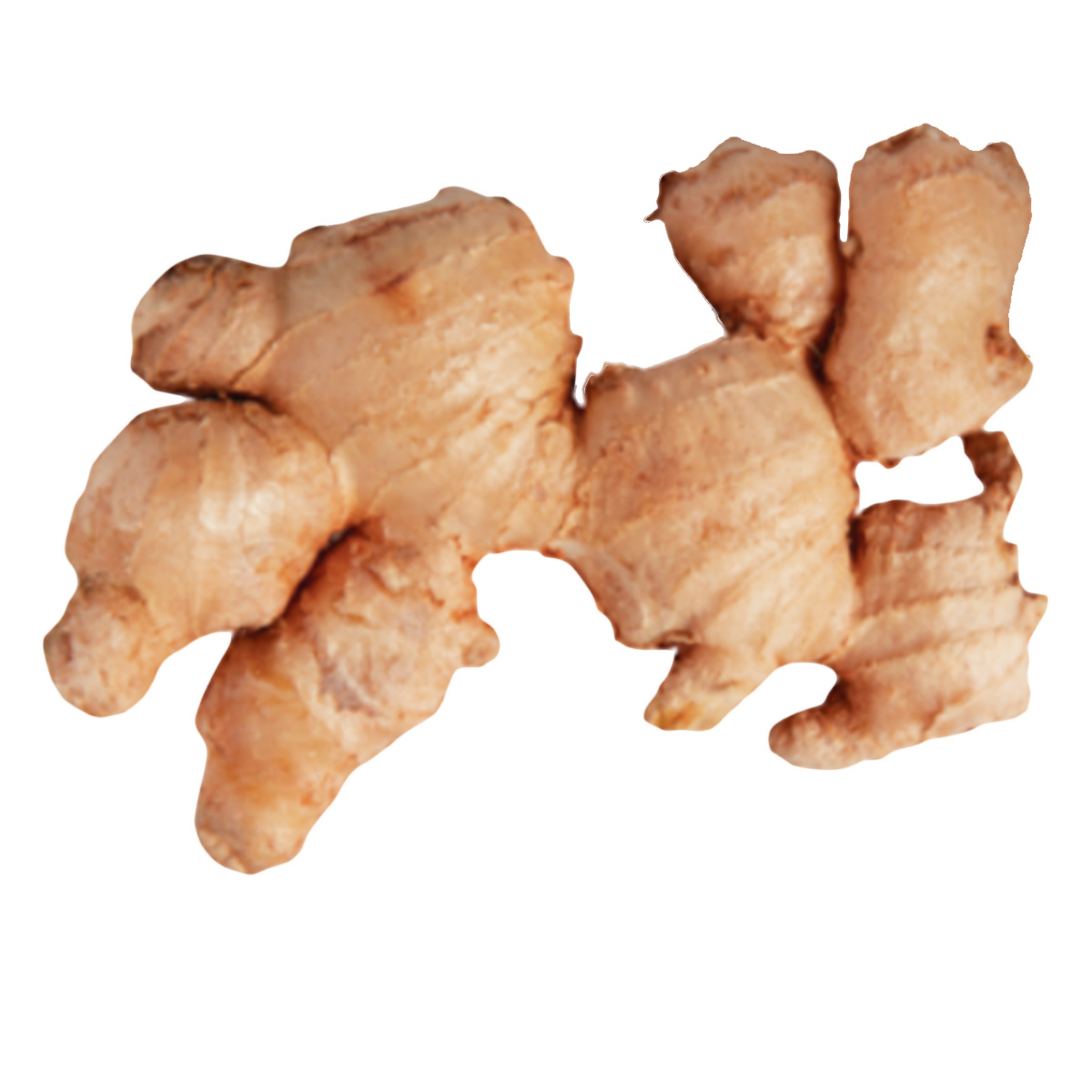 Ginger Pnt