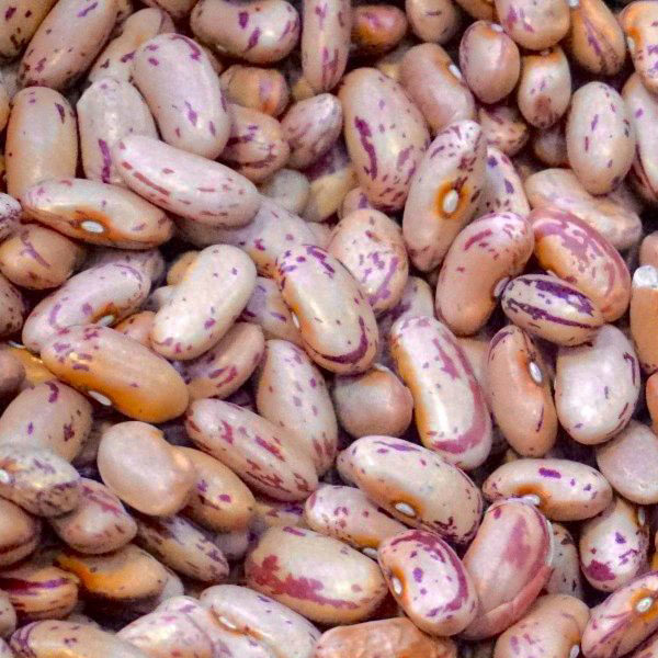 Sugar Beans kg
