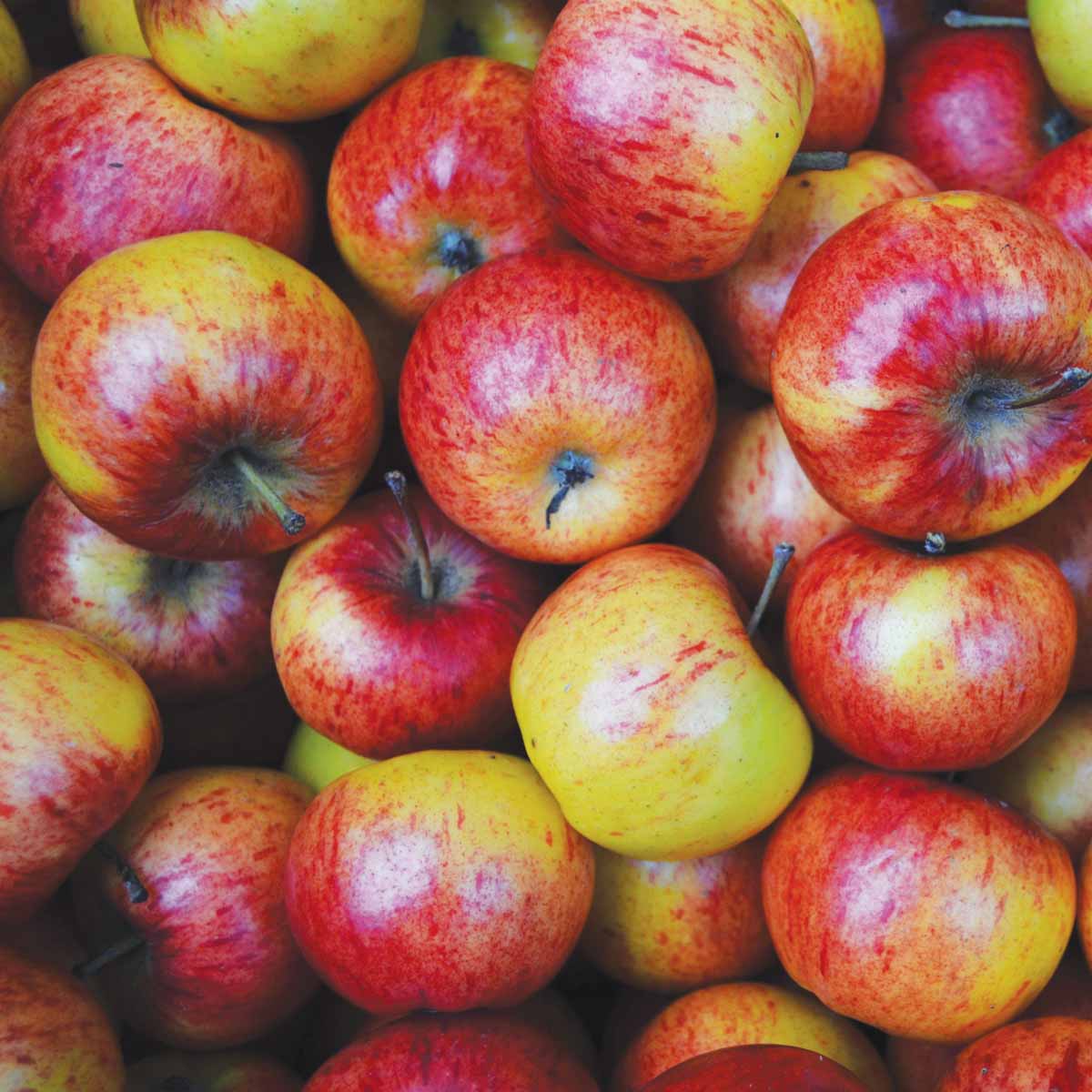 Fuji Apples kg