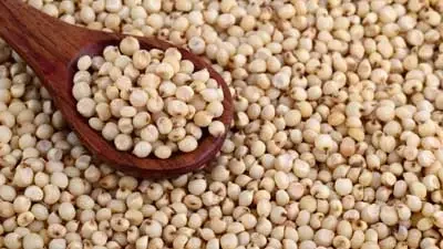 Sourghum/Mapfunde Per Kg