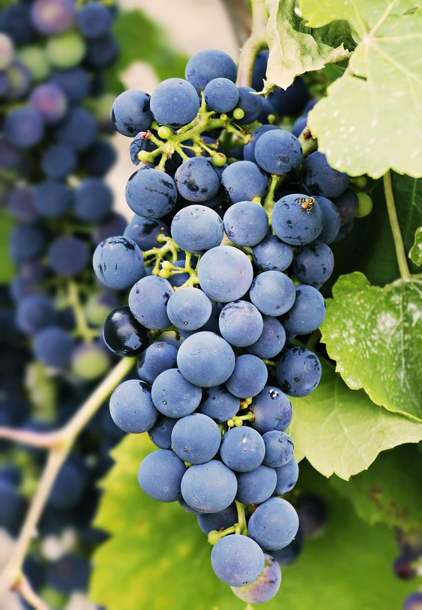 Grapes Red Pnt