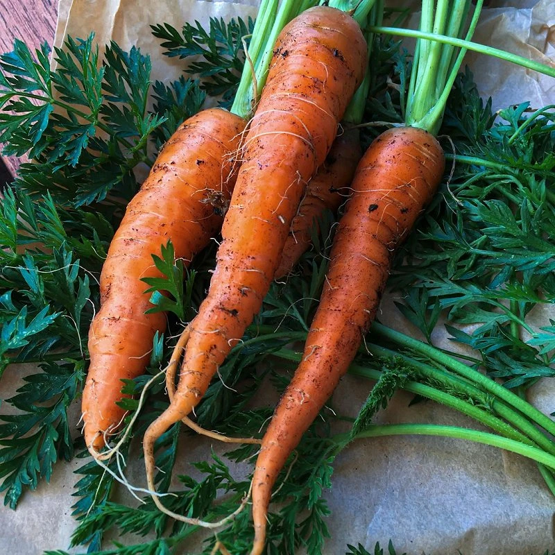 Carrots