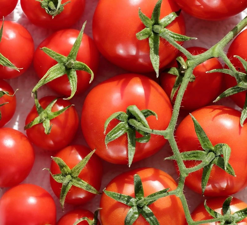 Tomatoes