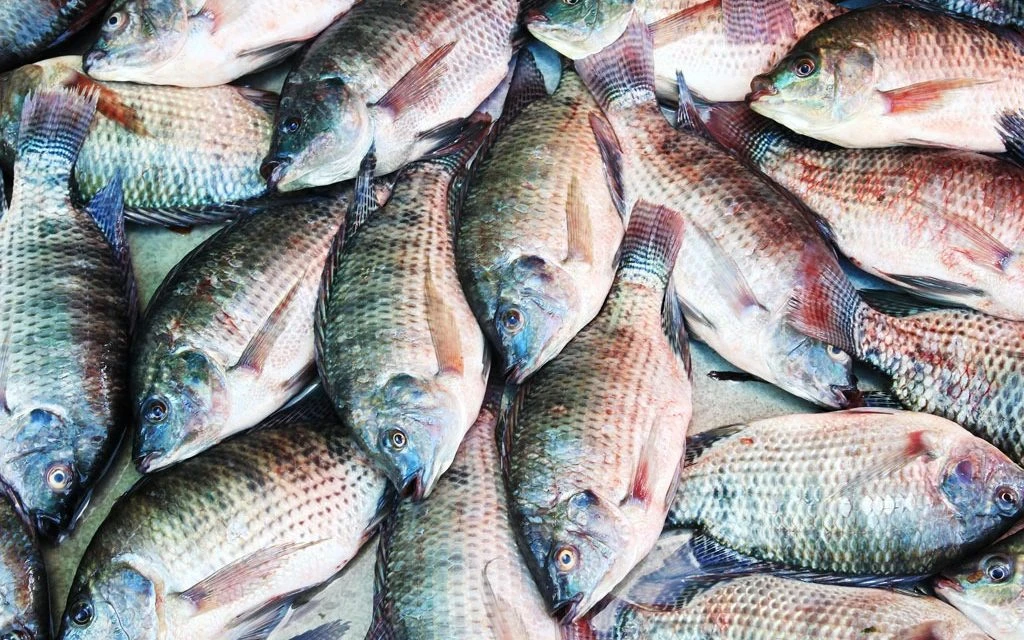 Kariba Breams Fish per kg